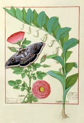 Rose und Polygonatum (Salomonsiegel) Illustration aus dem Buch der einfachen Heilmittel von Mattheaus Platearius